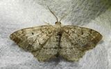 Pine Measuringworm Moth - 6656 - Hypagyrtis piniata