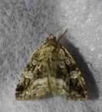 Large Mossy Glyph - 9047 - Protodeltote muscosula 