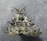 Charadra deridens - 9189 - Laugher Moth