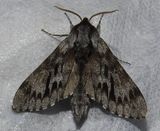 Lapara bombycoides - 7817 - Northern Pine Sphinx