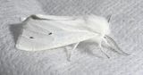 Spilosoma virginica - 8137 - Virginian Tiger Moth