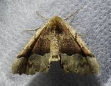 Pero morrisonaria - 6755 -  Morrisons Pero Moth