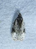Apotomis albeolana - 2763