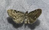Eupithecia tripunctaria - 7488 -  White-spotted Pug ???