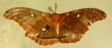 Antheraea polyphemus - 7757 - Polyphemus Moth