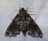 Dolba Haloes - 7787 - Pawpaw Sphinx