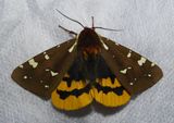 Arctia parthenos  - 8162 -  St. Lawrence Tiger Moth