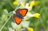 Balkan Copper