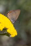 Sloe Hairstreak