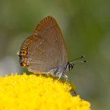 Sloe Hairstreak