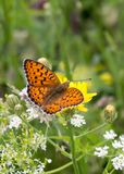 Marbled Fritillary