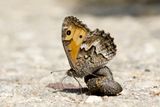 Balkan Grayling