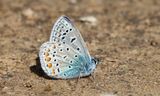 Common Blue