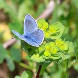 Common Blue