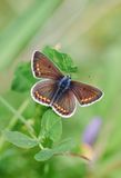 Brown Argus