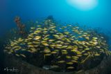 Big eye snappers 