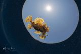 Frog fish dei Sargassi 