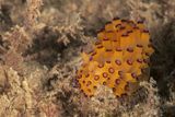 Nudibranco