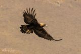Aquila reale 