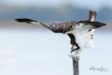 Falco pescatore 