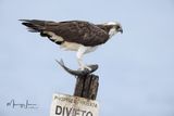 Falco pescatore 