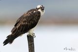 Falco pescatore 