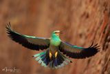 Ghiandaia marina, European roller