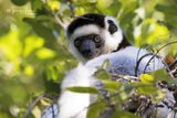 Sifaka di Verreaux,Verreauxs sifaka