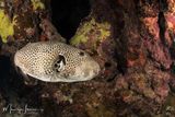 Pesce palla a punte bianche 