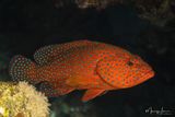 Cernia dei coralli