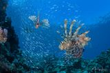 Pesce leone