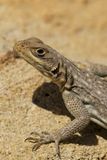 Iguana maculata dalla coda spinosa del Madagascar 