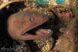 Murena gigante 