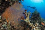 Gorgonia