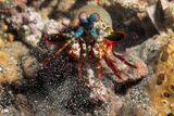 Manthis shrimp