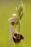 Ophrys holosericea