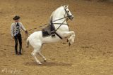 Scuola Andalusa di Arte Equestre