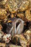 Yellowbarred Jawfish
