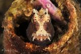 Blennide 