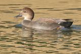 Gadwall