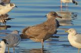 Herring Gull