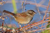Swamp Sparrow
