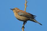 Rusty Blackbird