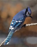 Blue Jay