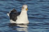 Lesser Black-backed Gull