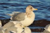 Thayers Gull