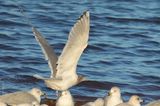 Thayers Gull