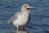 Thayers Gull