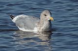 Thayers Gull