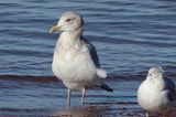 Thayers Gull